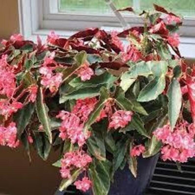 Begonia 'torch' - View 12 from www redcrocus com