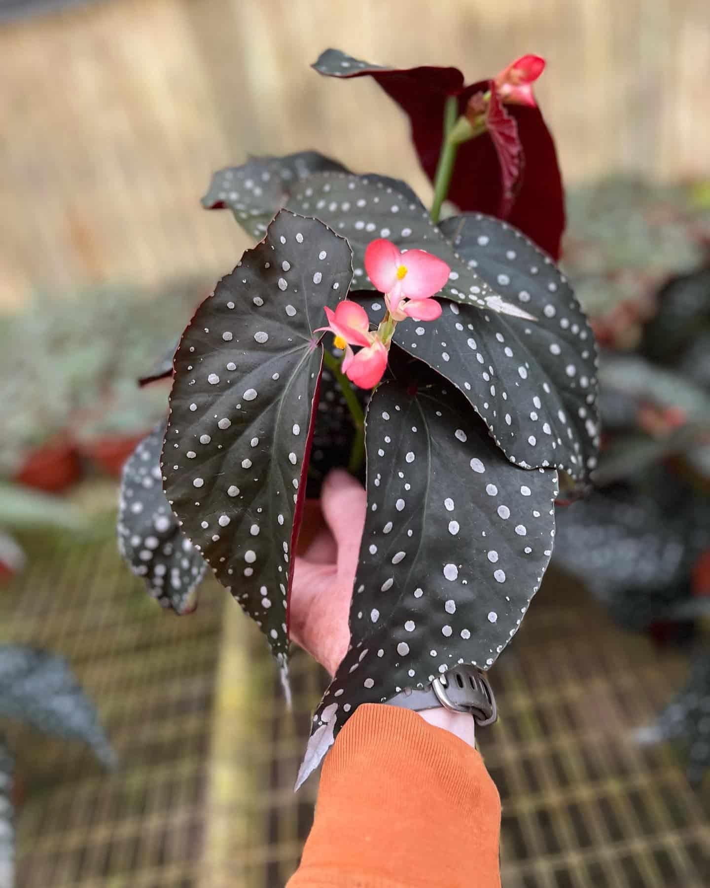 Begonia Angel Wing - View 21 from www redcrocus com