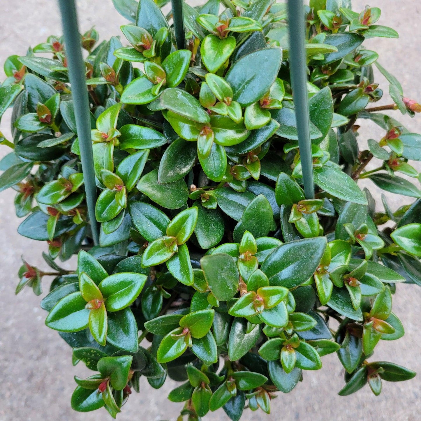 Nematanthus, Assorted - View 17 from www redcrocus com