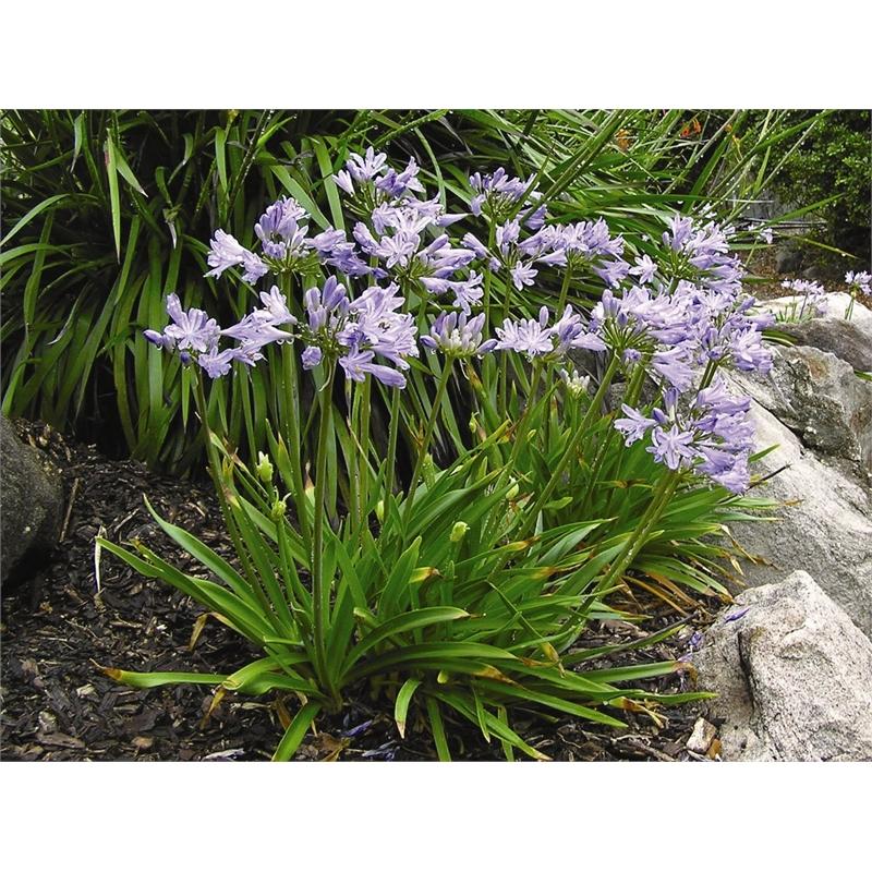 Agapanthus X Baby Pete - View 10 from www redcrocus com