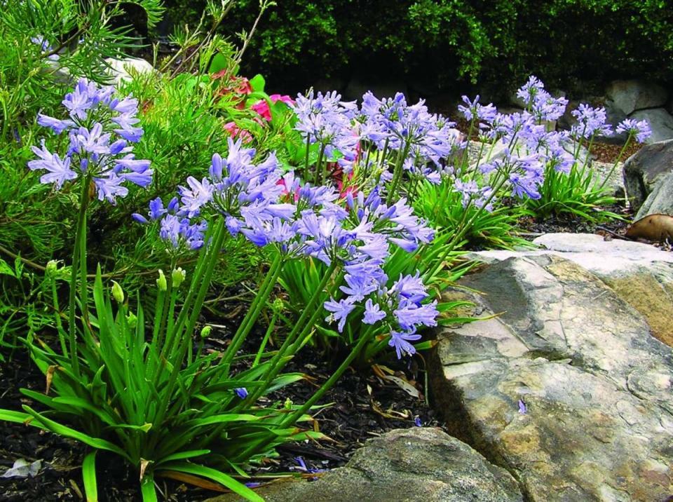 Agapanthus X Baby Pete - View 11 from www redcrocus com