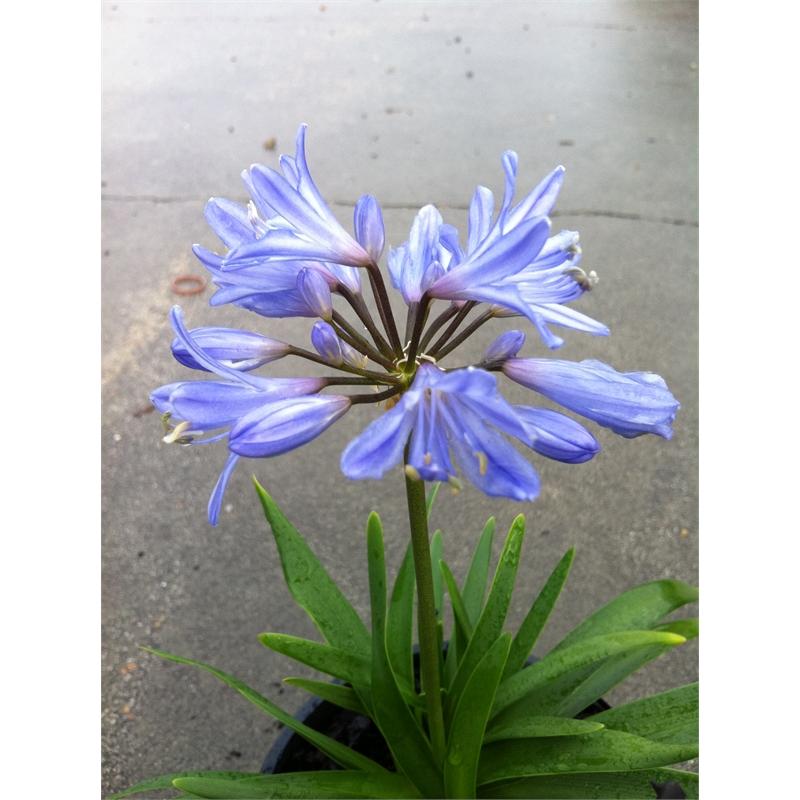 Agapanthus X Baby Pete - View 6 from www redcrocus com