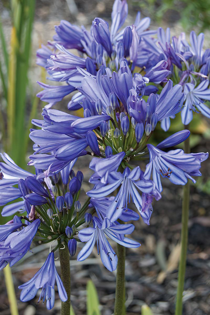 Agapanthus X 'baby Pete' - View 3 from www redcrocus com