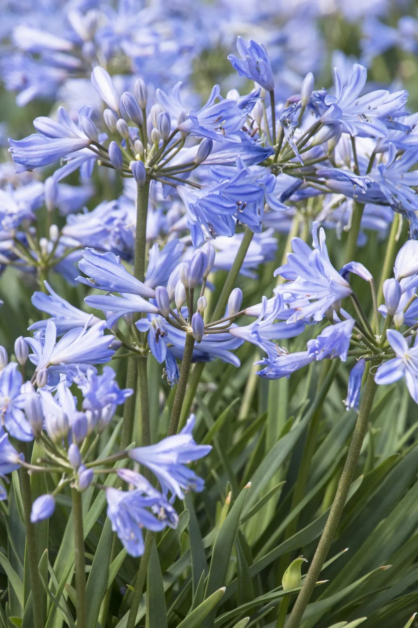 Agapanthus X 'baby Pete' - View 9 from www redcrocus com