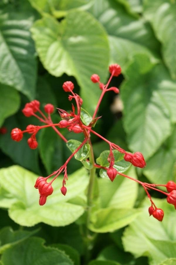 Clerodendrum Speciosissimum Tripod - View 11 from www redcrocus com