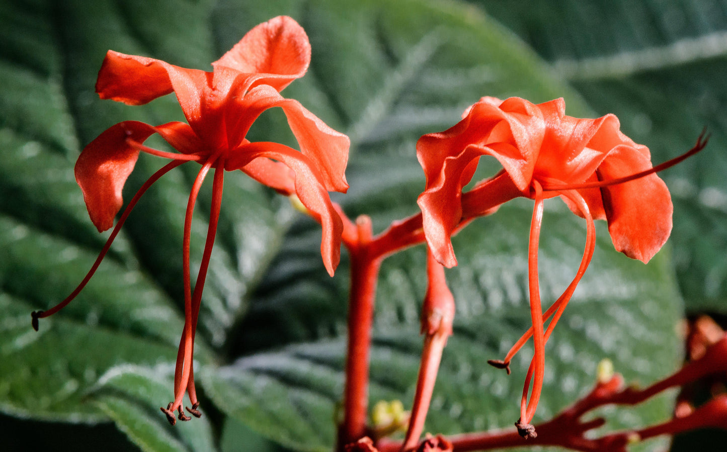 Clerodendrum Speciosissimum Tripod - View 12 from www redcrocus com