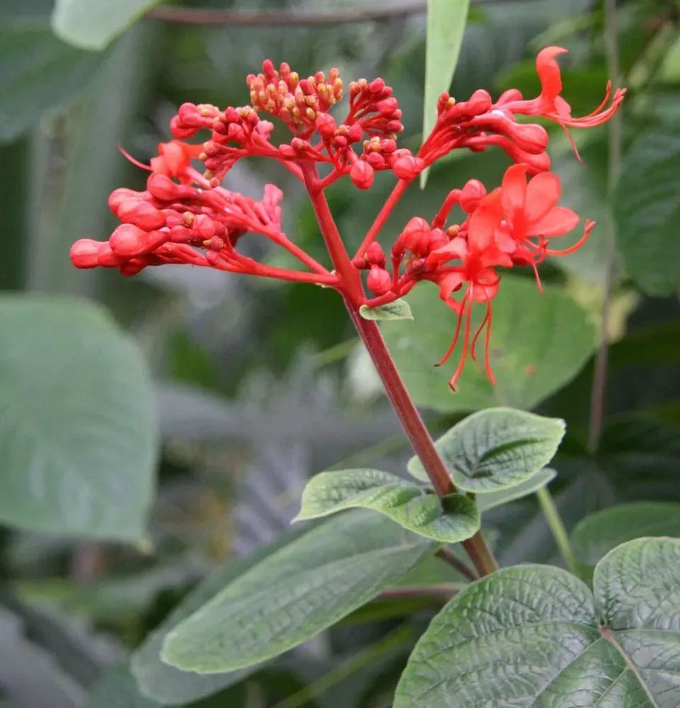Clerodendrum Speciosissimum Tripod - View 13 from www redcrocus com