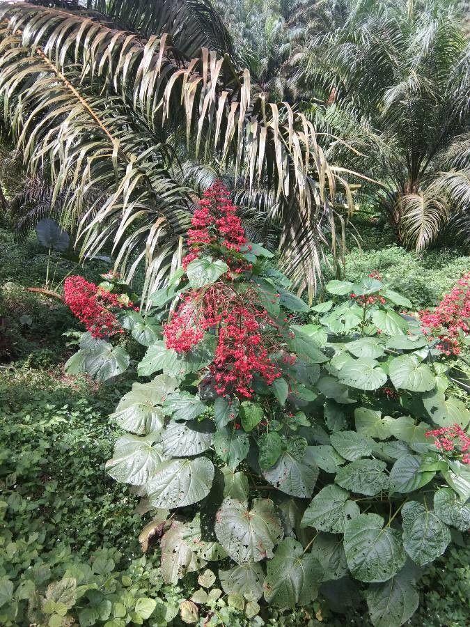 Clerodendrum Speciosissimum Tripod - View 15 from www redcrocus com