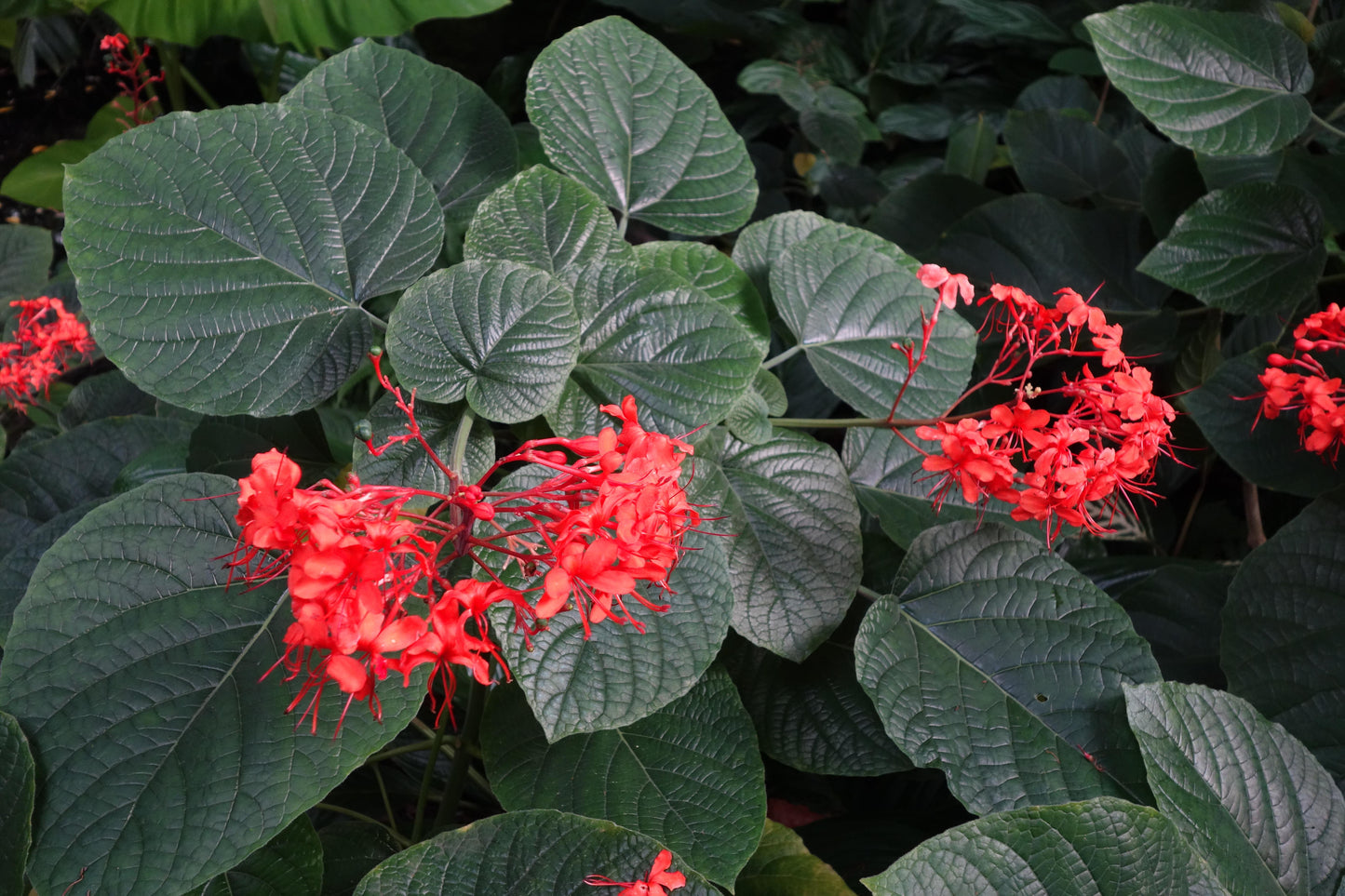 Clerodendrum Speciosissimum Tripod - View 17 from www redcrocus com