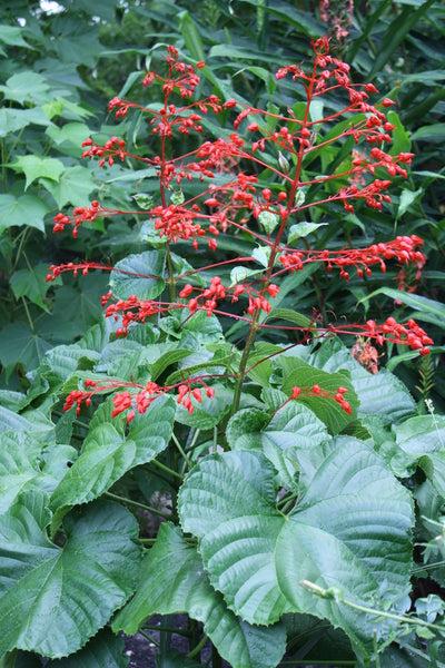 Clerodendrum Speciosissimum Tripod - View 1 from www redcrocus com