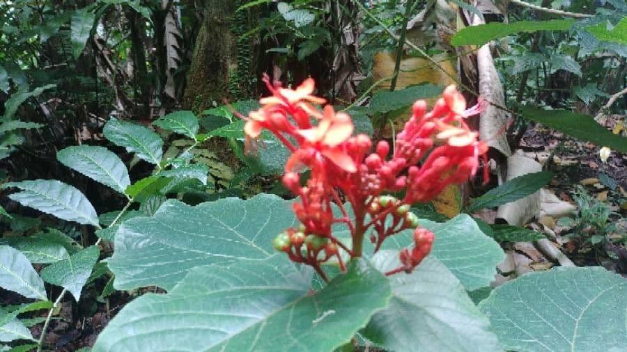 Clerodendrum Speciosissimum Tripod - View 2 from www redcrocus com