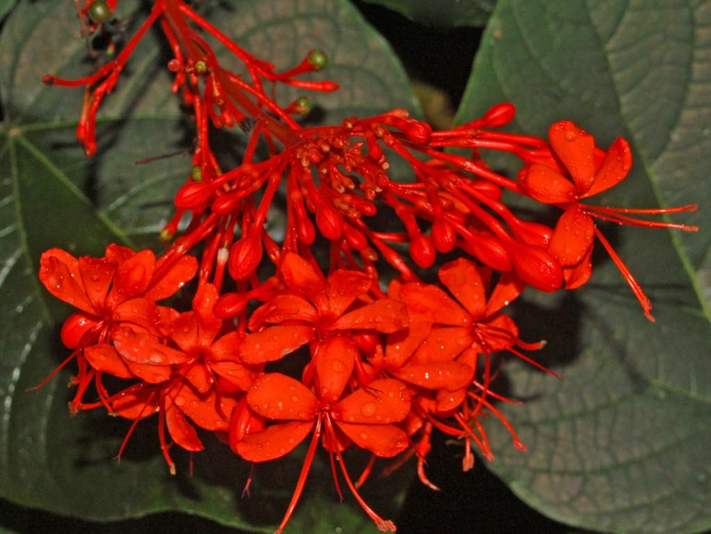 Clerodendrum Speciosissimum Tripod - View 3 from www redcrocus com