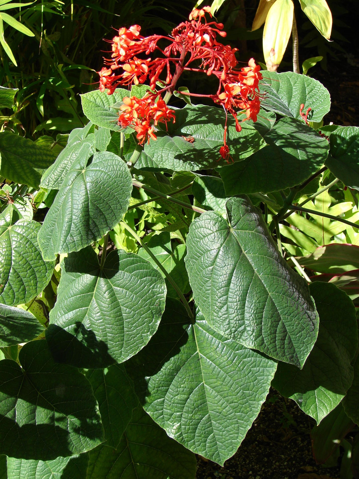 Clerodendrum Speciosissimum Tripod - View 4 from www redcrocus com