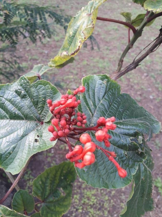 Clerodendrum Speciosissimum Tripod - View 5 from www redcrocus com