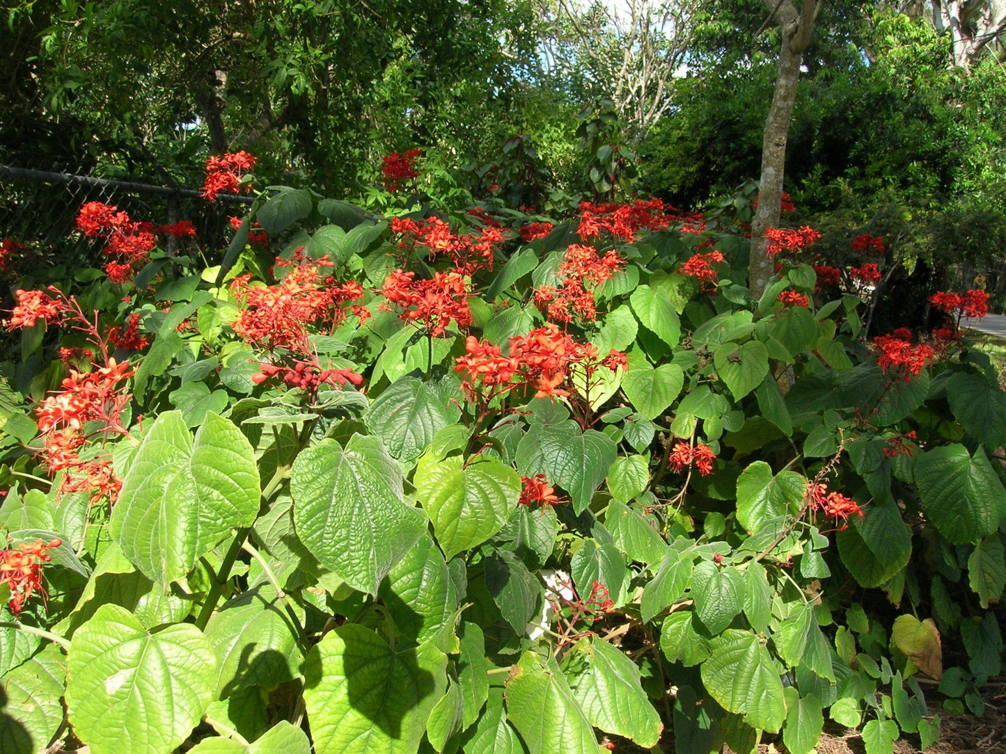 Clerodendrum Speciosissimum Tripod - View 8 from www redcrocus com