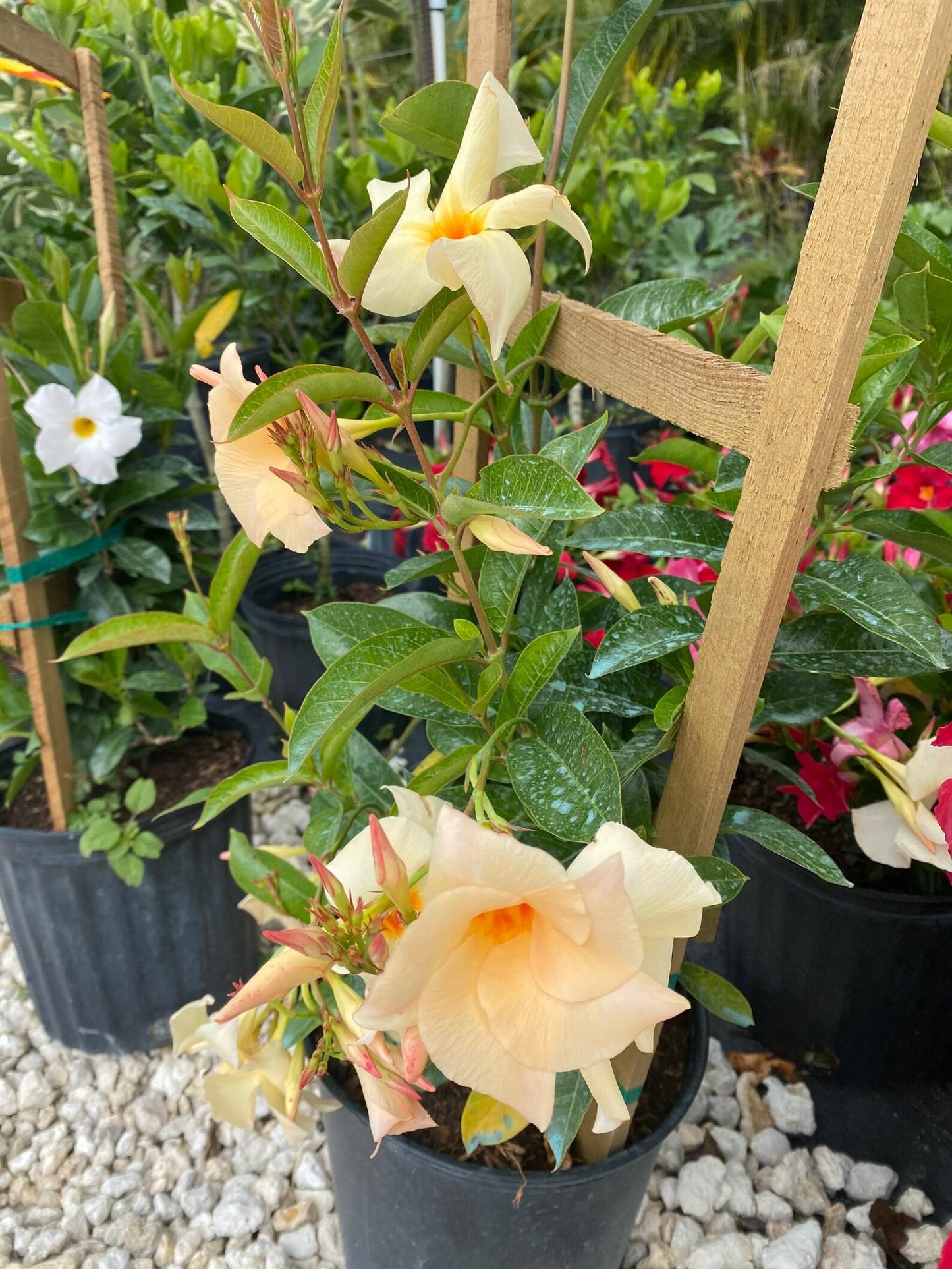 Mandevilla X Peach Trellis - View 9 from www redcrocus com