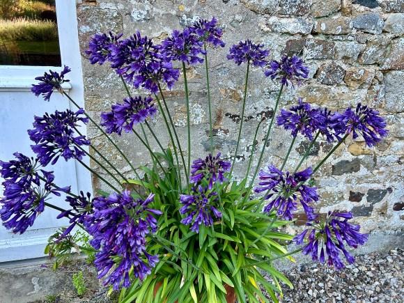 Agapanthus 27janie Blue 27 9 E47a18b8 B89b 4ce4 8938 Cea0a8f6496d from www redcrocus com