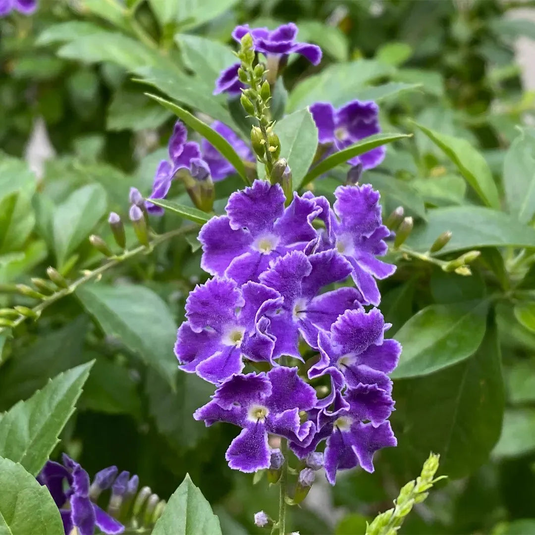 Duranta Erecta Assorted Bush - View 3 from www redcrocus com