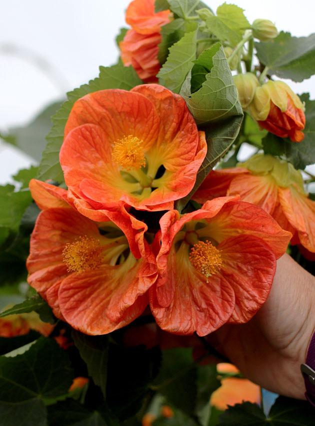 Abutilon Assorted - View 11 from www redcrocus com