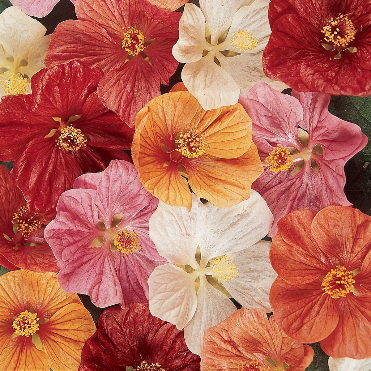 Abutilon Assorted - View 14 from www redcrocus com