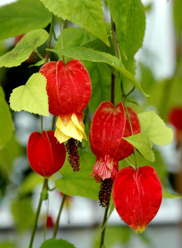 Abutilon Assorted - View 15 from www redcrocus com