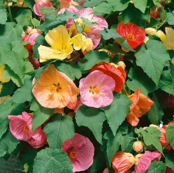 Abutilon Assorted - View 1 from www redcrocus com