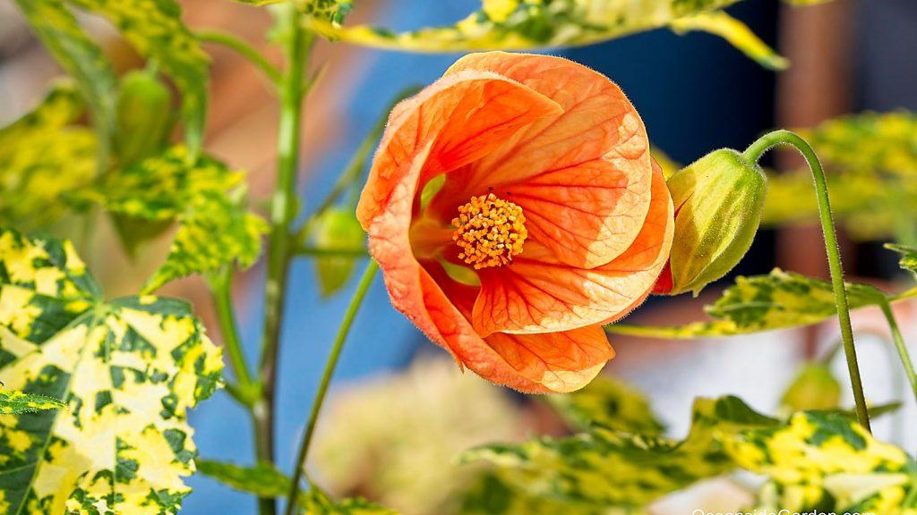 Abutilon Assorted - View 7 from www redcrocus com