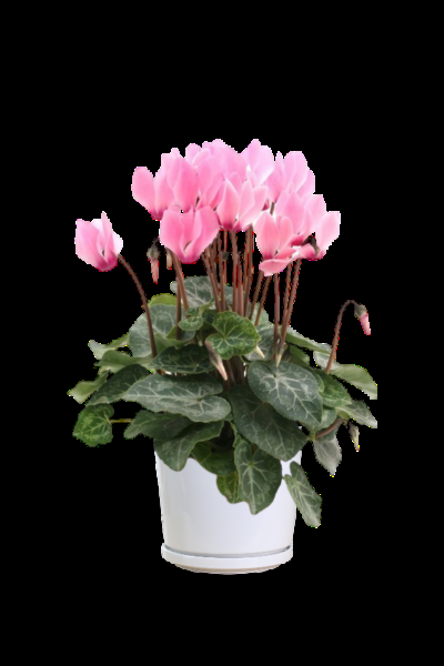 Cyclamen, Assorted - View 22 from www redcrocus com