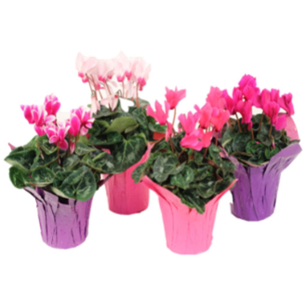Cyclamen, Assorted - View 2 from www redcrocus com