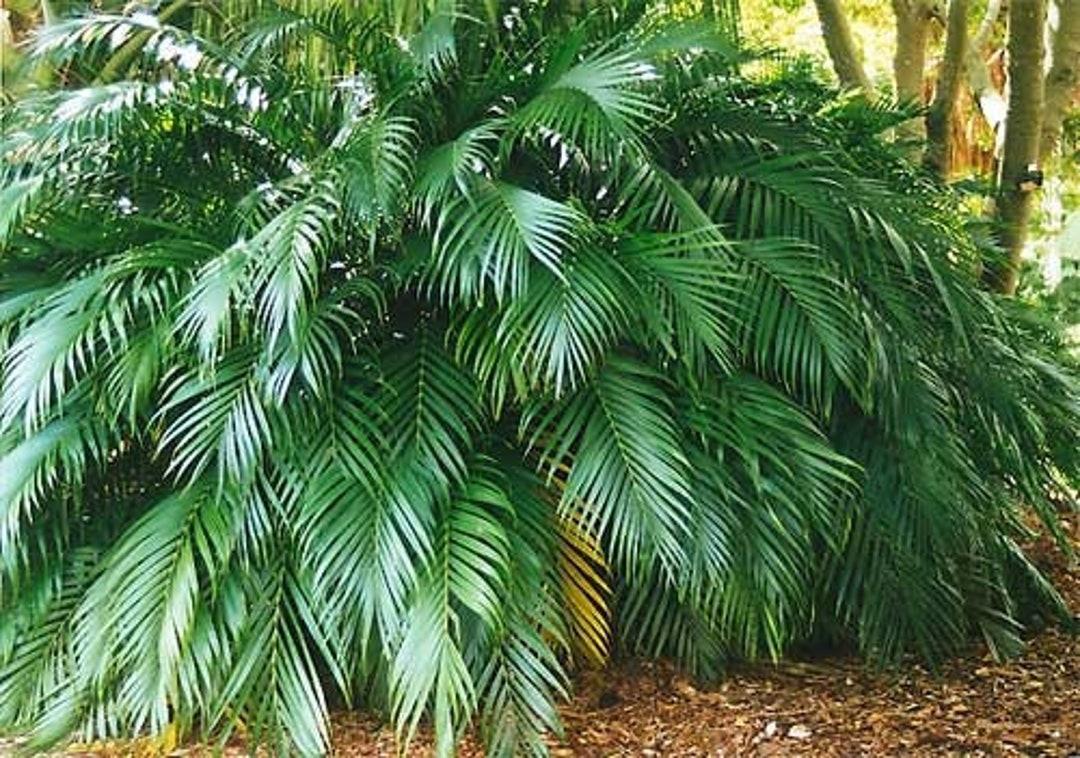 Palm Chamaedorea Cataractarum - View 12 from www redcrocus com