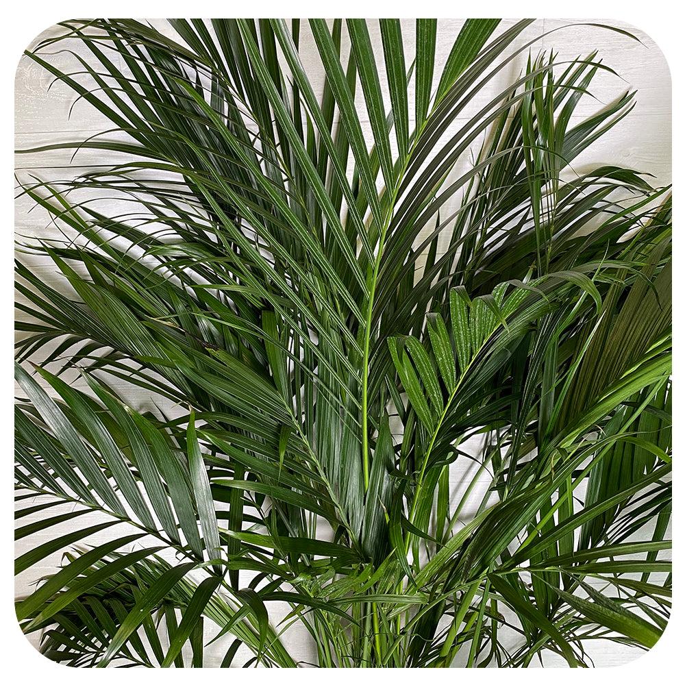 Palm Chamaedorea Cataractarum - View 13 from www redcrocus com