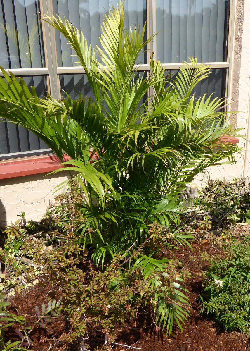 Palm Chamaedorea Cataractarum - View 14 from www redcrocus com