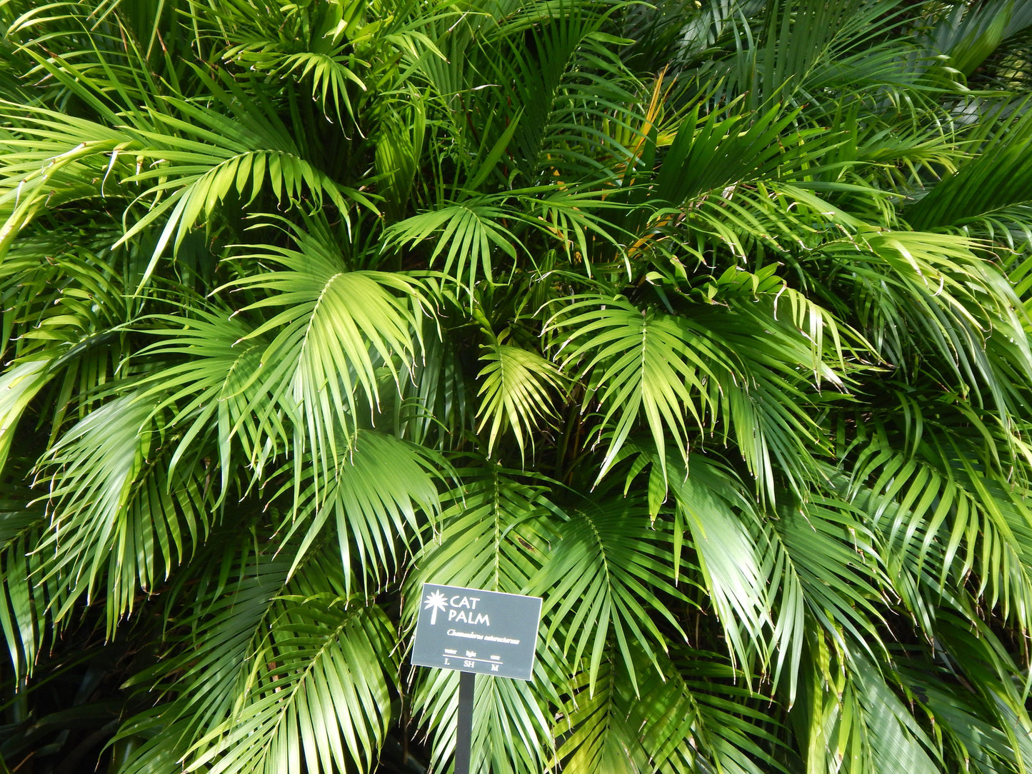 Palm Chamaedorea Cataractarum - View 17 from www redcrocus com