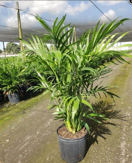 Palm Chamaedorea Cataractarum - View 17 from www redcrocus com
