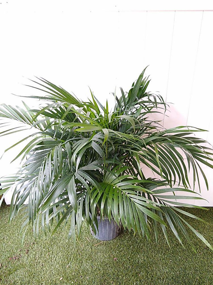 Palm Chamaedorea Cataractarum - View 19 from www redcrocus com