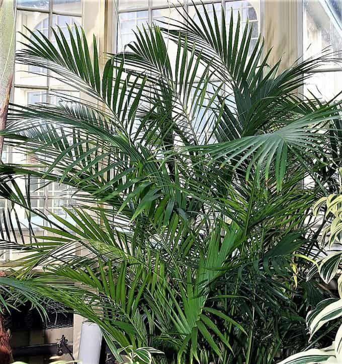 Palm Chamaedorea Cataractarum - View 20 from www redcrocus com
