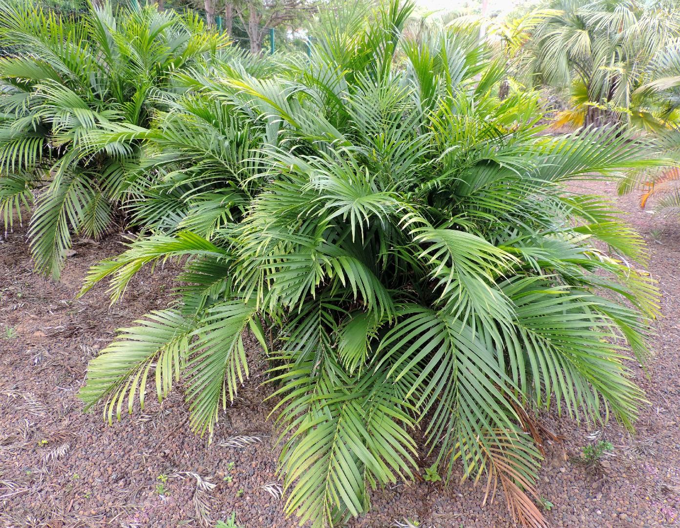 Palm Chamaedorea Cataractarum - View 2 from www redcrocus com