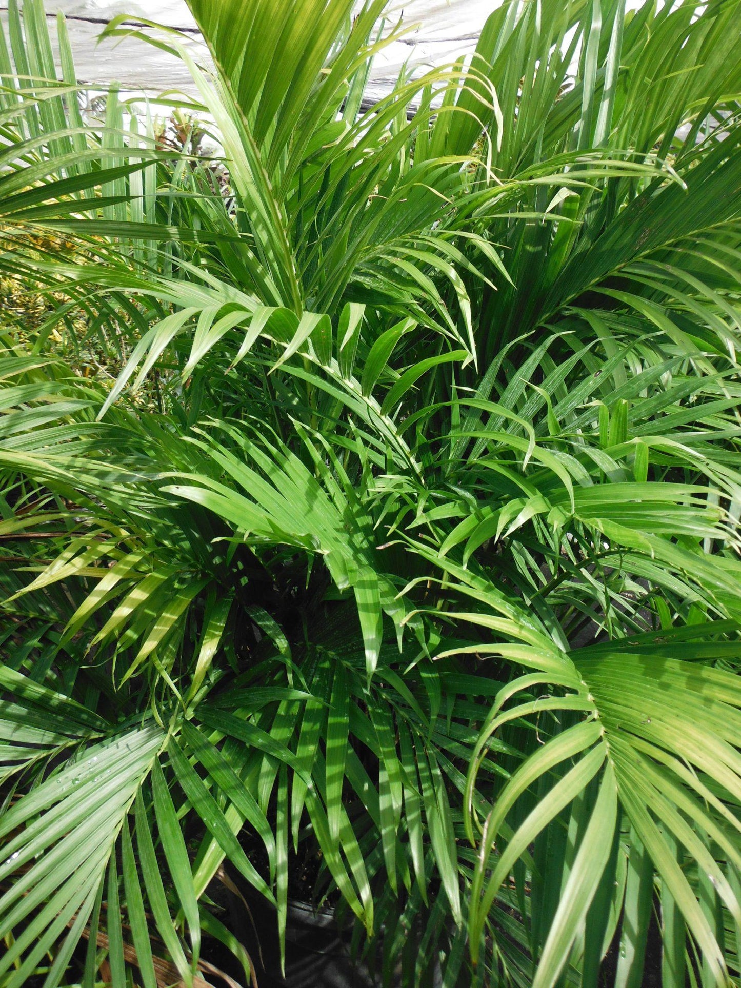 Palm Chamaedorea Cataractarum - View 4 from www redcrocus com