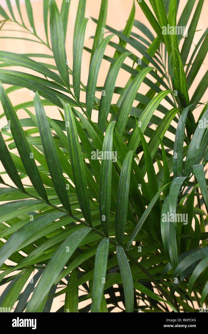 Palm Chamaedorea Cataractarum - View 6 from www redcrocus com