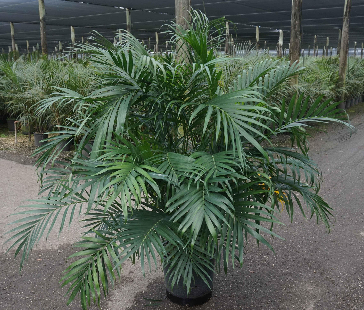 Palm Chamaedorea Cataractarum - View 7 from www redcrocus com