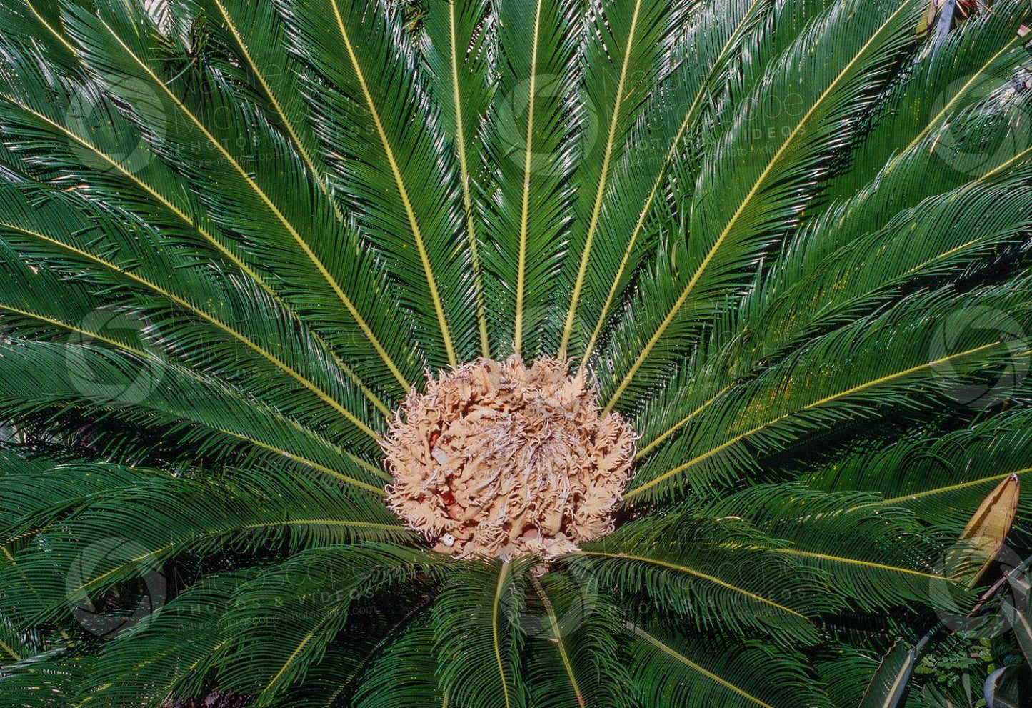 Palm Cycas Revoluta - View 10 from www redcrocus com