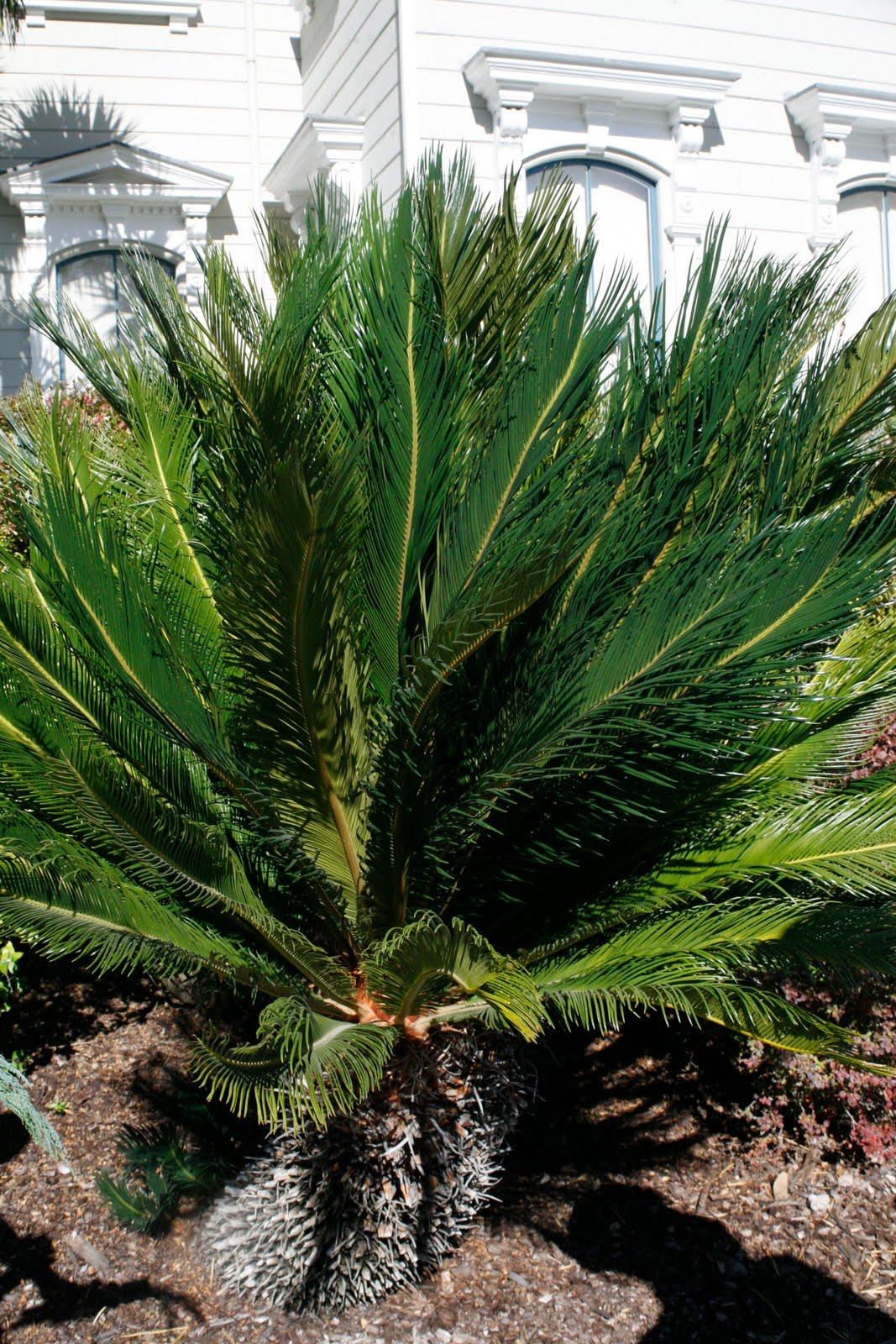 Palm Cycas Revoluta - View 13 from www redcrocus com