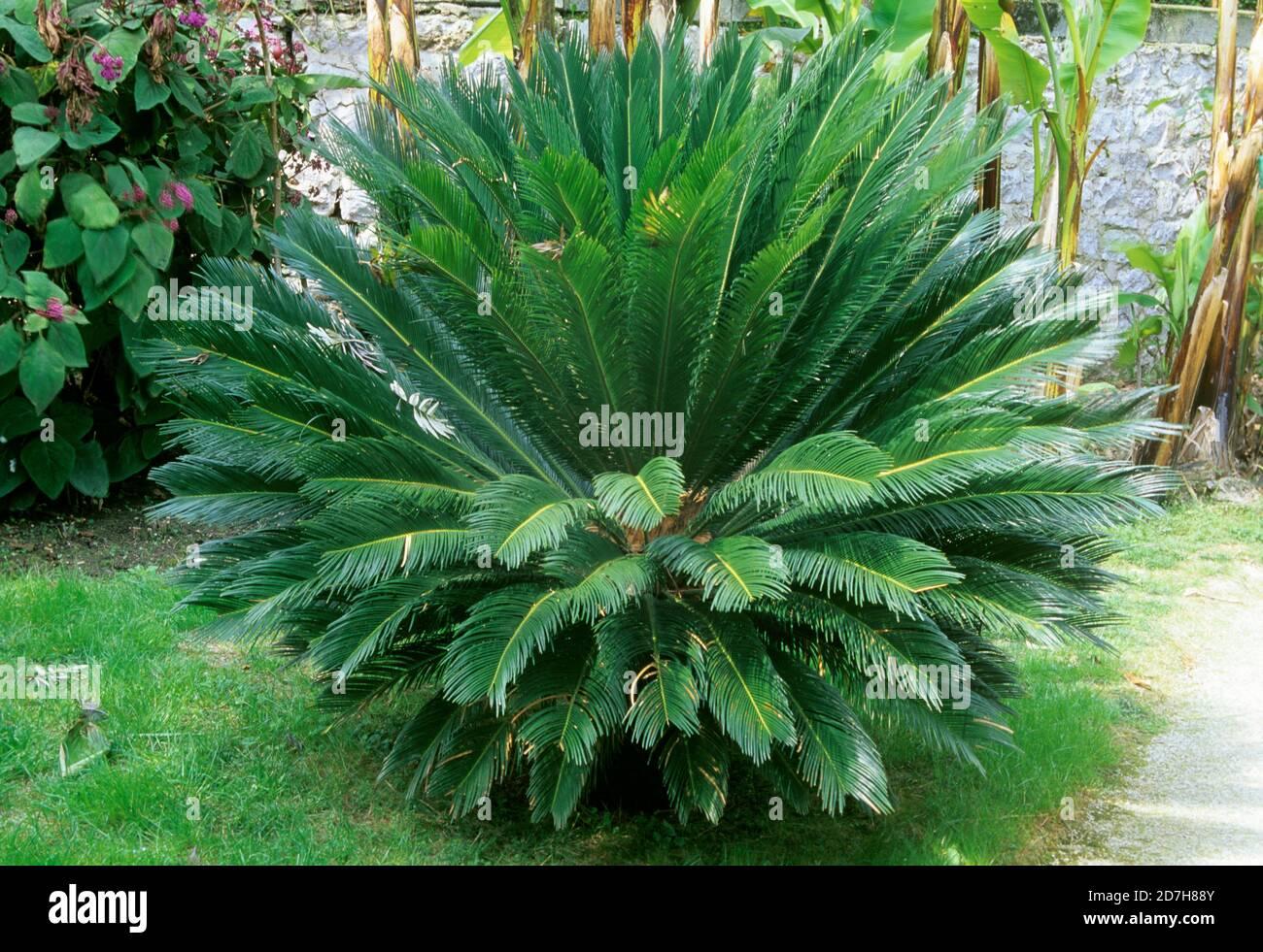 Palm Cycas Revoluta - View 15 from www redcrocus com