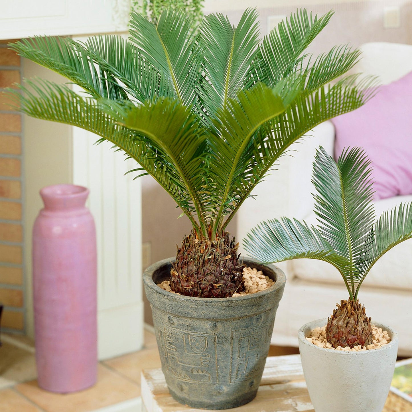 Palm Cycas Revoluta - View 16 from www redcrocus com