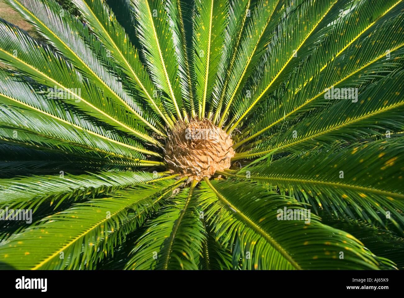 Palm Cycas Revoluta - View 17 from www redcrocus com