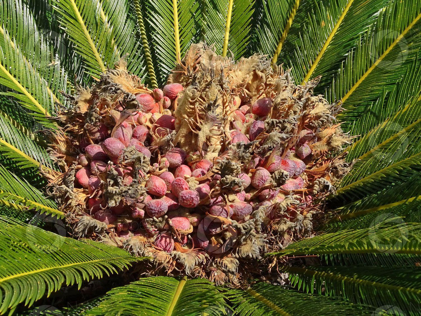Palm Cycas Revoluta - View 18 from www redcrocus com