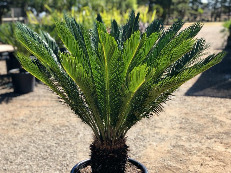 Palm Cycas Revoluta - View 19 from www redcrocus com