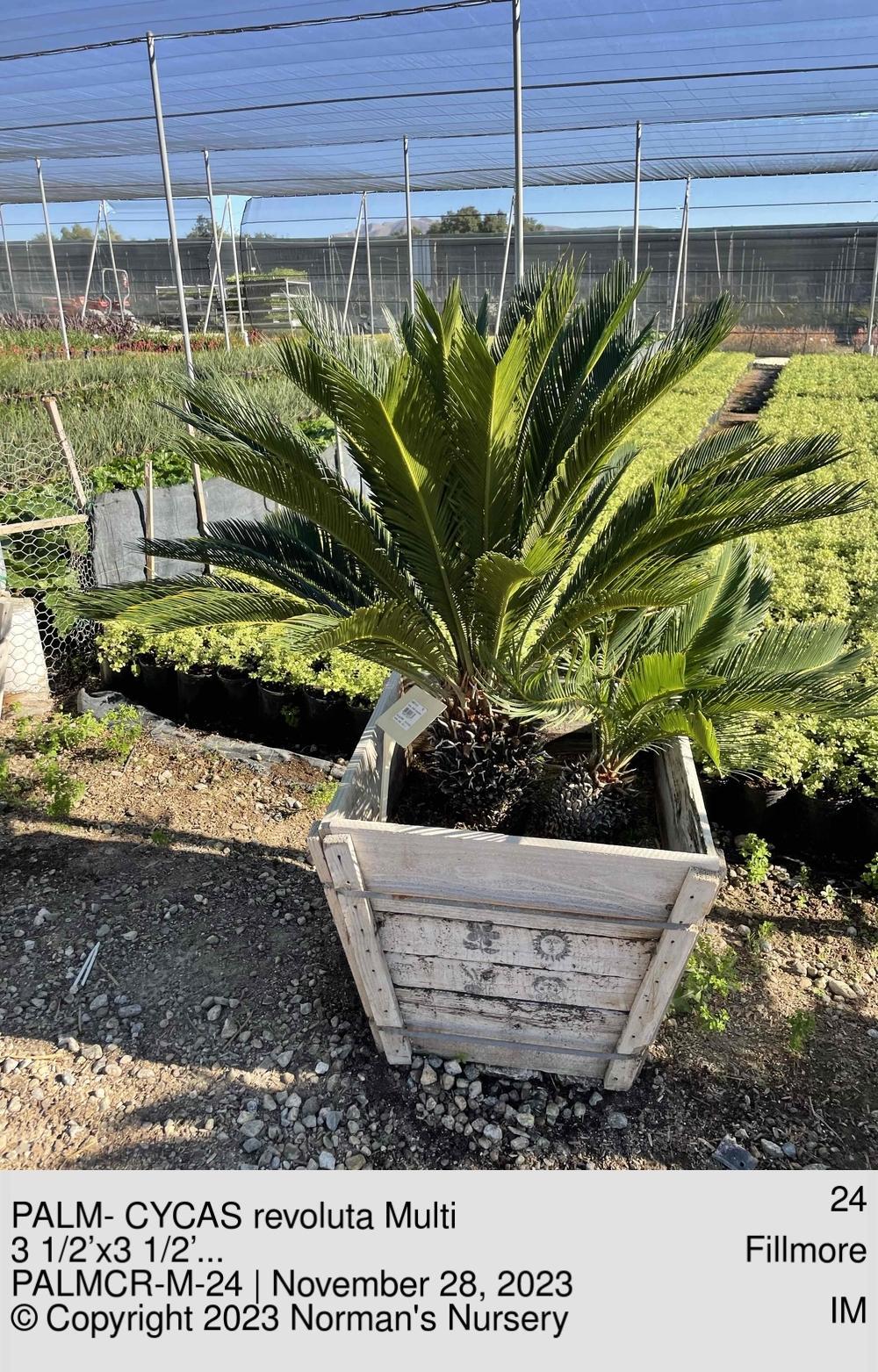 Palm Cycas Revoluta - View 20 from www redcrocus com