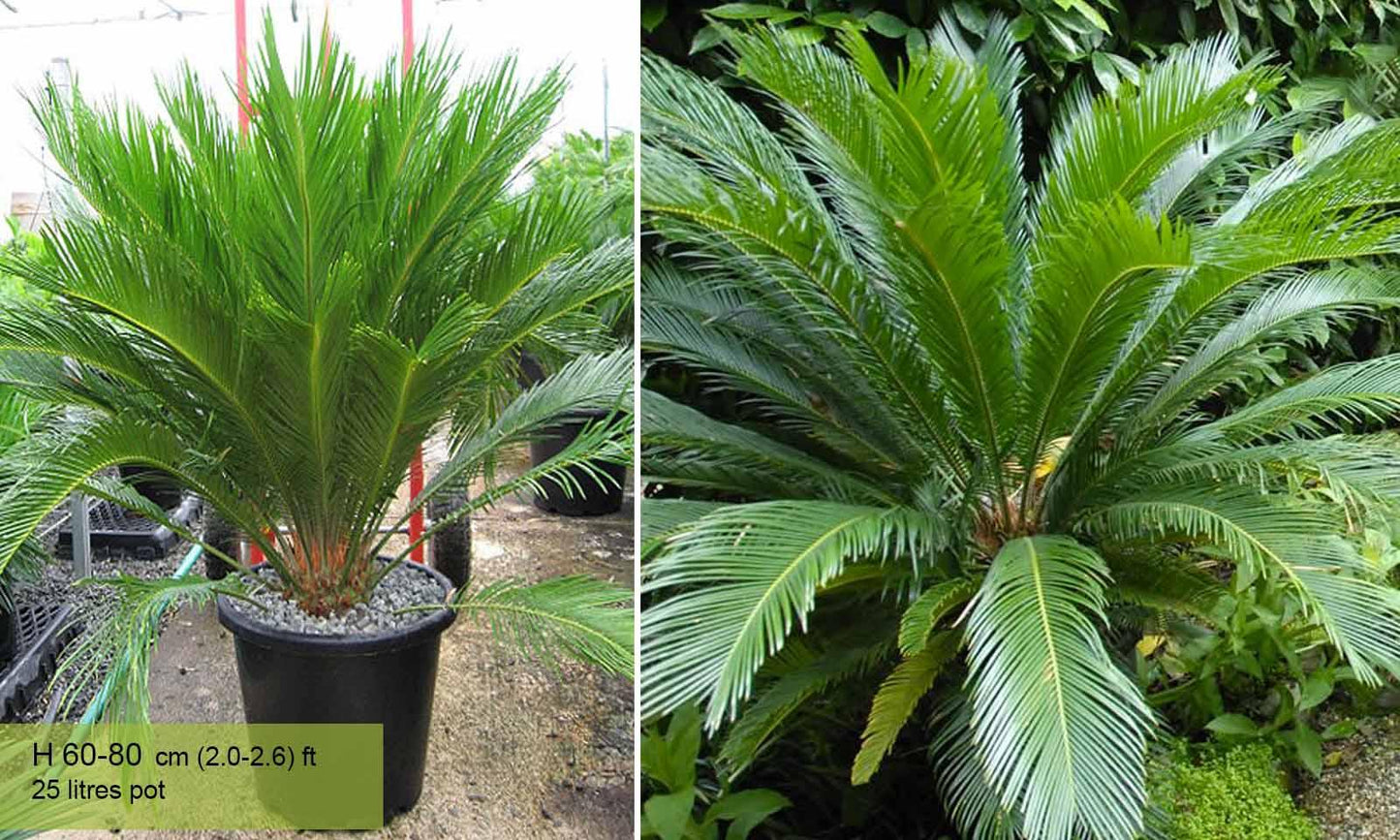 Palm Cycas Revoluta - View 5 from www redcrocus com