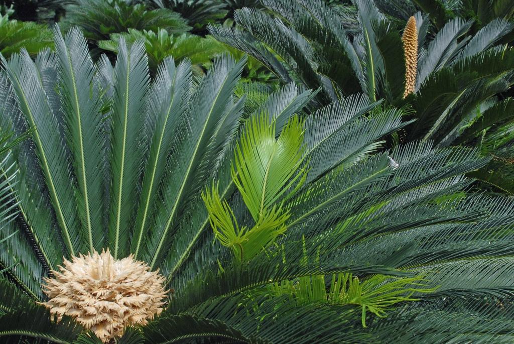 Palm Cycas Revoluta - View 6 from www redcrocus com